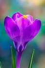 USA, Washington State, Seabeck. Purple crocus blossom close-up. Art Print